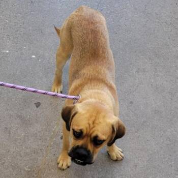 110360 -  Mixed Breed Dog for Adoption in Las Cruces, New Mexico - 110360 | PetCurious