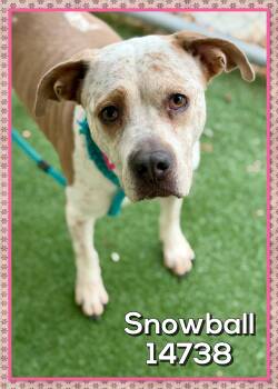 Rescue Pit Bull Terrier Dogs for Adoption in Marietta, Georgia - SNOWBALL | PetCurious