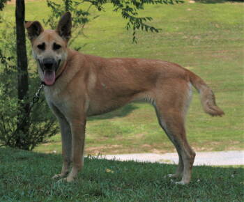 Rescue German Shepherd Dog and Golden Retriever Dogs for Adoption in Attalla, Alabama - Skye | PetCurious