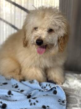 Poodle Dogs Available for Adoption - Loki | PetCurious