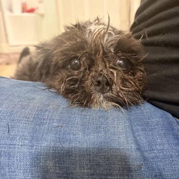 Petey -  Mixed Breed Dog for Adoption in Dekalb, Illinois - Petey | PetCurious