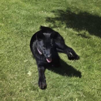 Rescue German Shepherd Dog and Black Labrador Retriever Dogs for Adoption in Byhalia, Mississippi - Molly | PetCurious