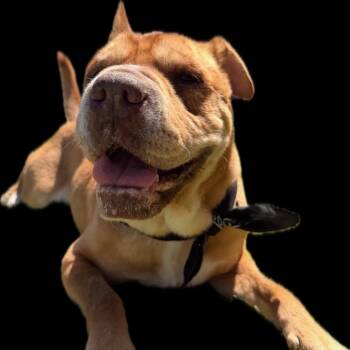 Piper -  Shar Pei and Mixed Breed Dog for Adoption in San Diego, California - Piper | PetCurious