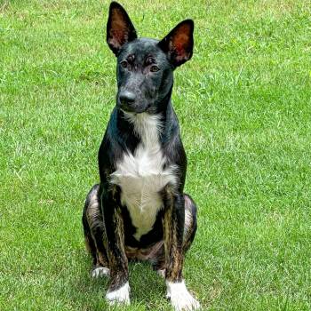 Moroney -  German Shepherd Dog Dog for Adoption in Pottsboro, Texas - Moroney | PetCurious