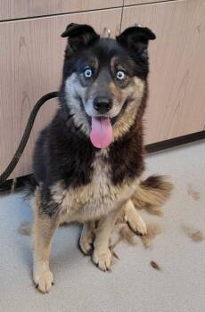Blitz -  Husky and Mixed Breed Dog for Adoption in Chillicothe, Ohio - Blitz | PetCurious