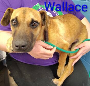 Black Mouth Cur and Chihuahua Dogs Available for Adoption - Wallace | PetCurious