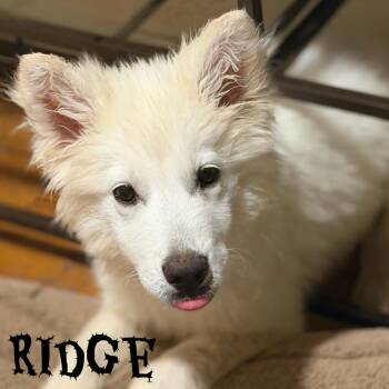 Ridge -  German Shepherd Dog and Alaskan Malamute Dog for Adoption in Pleasant Hill, California - Ridge | PetCurious