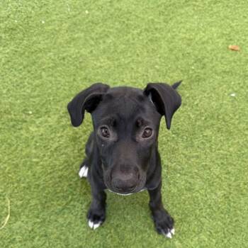 Brave 5198 -  Mixed Breed Dog for Adoption in Loxahatchee Groves, Florida - Brave 5198 | PetCurious
