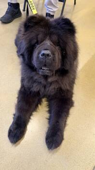 Chow Chow Dogs Available for Adoption in Rio Rancho, New Mexico - Delilah | PetCurious