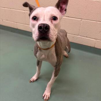 Mixed Breed Dogs Available for Adoption - Leilani | PetCurious