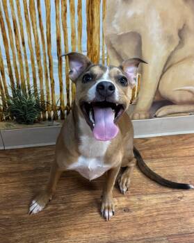 Bambini -  Mixed Breed Dog for Adoption in Ocala, Florida - Bambini | PetCurious