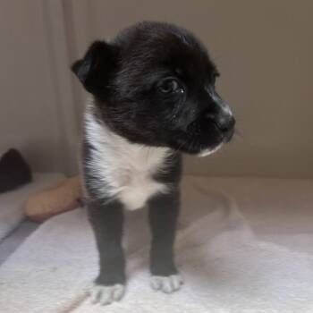 Terrier Dogs Available for Adoption - Tippy | PetCurious