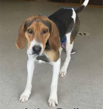 Jethro Bodine -  Treeing Walker Coonhound Dog for Adoption in Boston, Massachusetts - Jethro Bodine | PetCurious