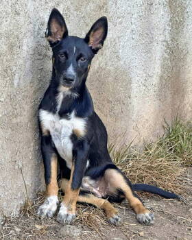 Rescue Cattle Dog and German Shepherd Dog Dogs for Adoption in Corona, California - Banjo | PetCurious