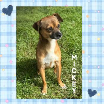 Mickey -  Chihuahua Dog for Adoption in Mokena, Illinois - Mickey | PetCurious