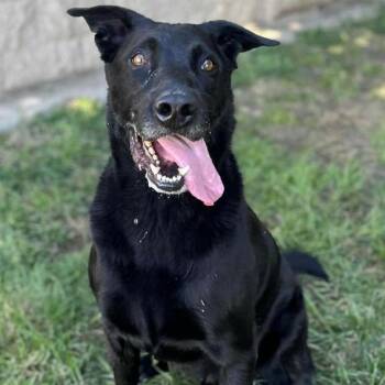 Rescue Labrador Retriever Dogs for Adoption in Modesto, California - BALDWIN | PetCurious