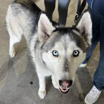 Husky Dogs Available for Adoption in Tampa, Florida - Thunder | PetCurious
