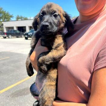 Serena -  Spaniel Dog for Adoption in Loves Park, Illinois - Serena | PetCurious