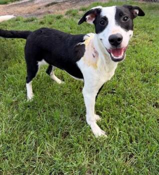 HELENA -  Labrador Retriever and Mixed Breed Dog for Adoption in Conroe, Texas - HELENA | PetCurious