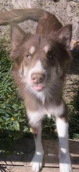 Kiona -  Siberian Husky Dog for Adoption in New Smyrna Beach, Florida - Kiona | PetCurious