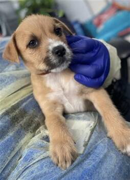 Mixed Breed Dogs Available for Adoption - BROWNY | PetCurious
