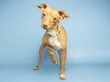 NINA -  Chihuahua Dog for Adoption in Phoenix, Arizona - NINA | PetCurious