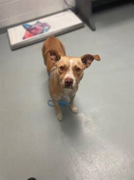 BELLA -  Pit Bull Terrier Dog for Adoption in St. Cloud, Florida - BELLA | PetCurious