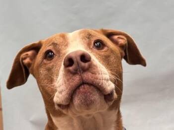 Pit Bull Terrier and English Bulldog Dogs Available for Adoption - Bruno | PetCurious