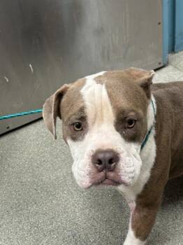 FRODO -  American Bulldog Dog for Adoption in Las Vegas, Nevada - FRODO | PetCurious
