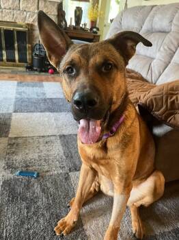Rescue German Shepherd Dog Dogs for Adoption in Irwin, Pennsylvania - Cooper | PetCurious