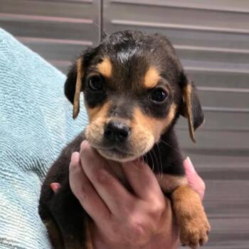 River Pup Male 4 -  Golden Retriever Dog for Adoption in Fairfax Station, Virginia - River Pup Male 4 | PetCurious