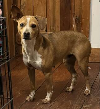 Rescue Miniature Pinscher and Pit Bull Terrier Dogs for Adoption in Chase City, Virginia - Luna Rose | PetCurious