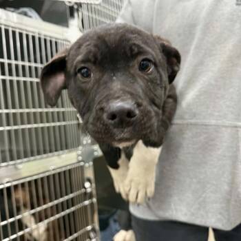 Mixed Breed Dogs Available for Adoption - Pookie | PetCurious