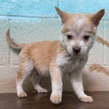 Crafton -  Husky and Mixed Breed Dog for Adoption in Riverside, California - Crafton | PetCurious