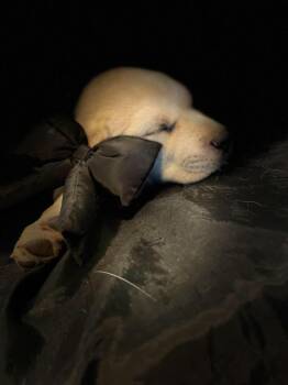 Gavel -  Labrador Retriever Dog for Adoption in Pottstown, Pennsylvania - Gavel | PetCurious
