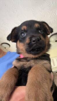 Ariel -  German Shepherd Dog Dog for Adoption in Liverpool, Texas - Ariel | PetCurious