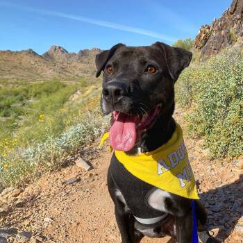 Rocket -  Labrador Retriever Dog for Adoption in Phoenix, Arizona - Rocket | PetCurious