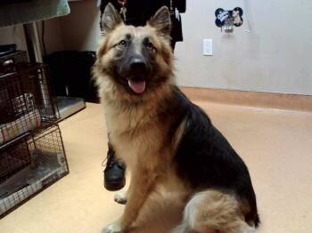 RANGER JOE -  German Shepherd Dog Dog for Adoption in Martinez, California - RANGER JOE | PetCurious