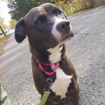 Rescue Terrier Dogs for Adoption - Ayme | PetCurious