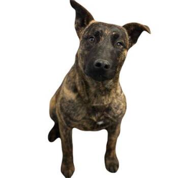 Dutch Shepherd Dogs Available for Adoption - Burt | PetCurious