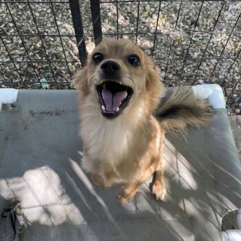 Naim -  Dachshund and Chihuahua Dog for Adoption in Madison, Wisconsin - Naim | PetCurious