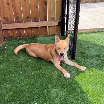 Carolina Dog Dogs Available for Adoption in Naperville, Illinois - Cookie | PetCurious