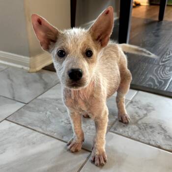 Rescue Australian Cattle Dog Blue Heeler and Mixed Breed Dogs for Adoption in Tomball, Texas - Jack | PetCurious