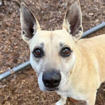 Shepherd Dogs Available for Adoption - Jackie | PetCurious