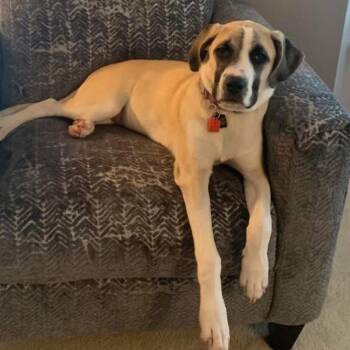 Great Pyrenees and Labrador Retriever Dogs Available for Adoption - Tessa (Mimosa) | PetCurious