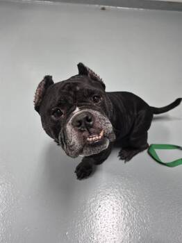 American Bulldog and Mixed Breed Dogs Available for Adoption in St. Cloud, Florida - BONES | PetCurious