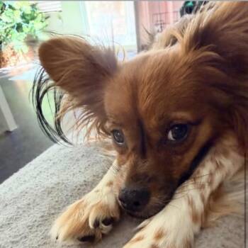 Dash -  Papillon and Mixed Breed Dog for Adoption in Las Vegas, Nevada - Dash | PetCurious