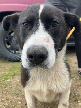 Randy -  Shepherd and Mixed Breed Dog for Adoption in Calgary, Alberta - Randy | PetCurious