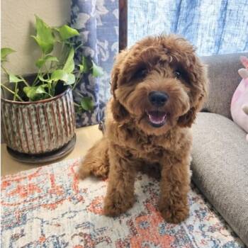 Kingston -  Cavalier King Charles Spaniel and Miniature Poodle Dog for Adoption in Austin, Texas - Kingston | PetCurious