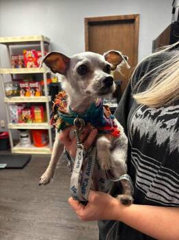 Chihuahua Dogs Available for Adoption in Alden, New York - Tater Tot | PetCurious